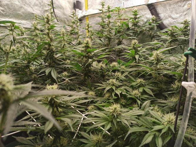 Zamnesia 2026 Plagron Eternity grow cup. Week 10