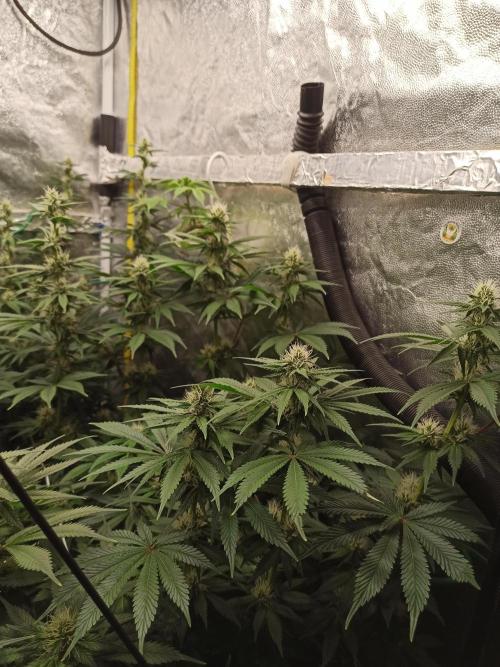 Zamnesia 2026 Plagron Eternity grow cup. Week 10