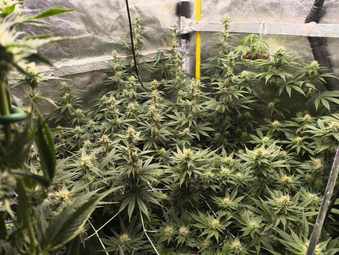 Zamnesia 2026 Plagron Eternity grow cup. Week 10
