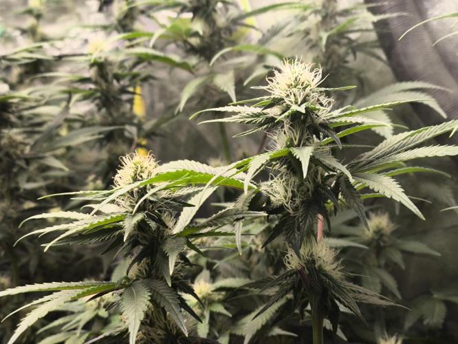 Zamnesia 2026 Plagron Eternity grow cup. Week 10