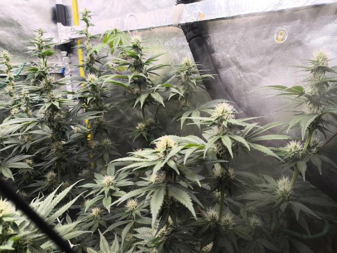 Zamnesia 2026 Plagron Eternity grow cup. Week 10