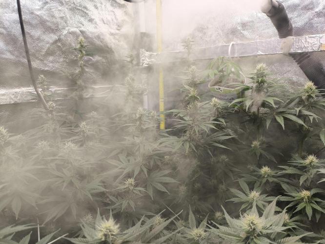 Zamnesia 2026 Plagron Eternity grow cup. Week 10