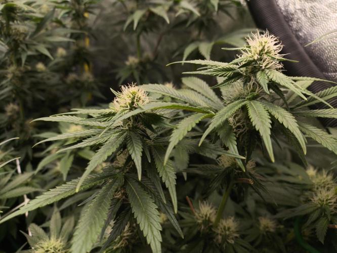 Zamnesia 2026 Plagron Eternity grow cup. Week 10