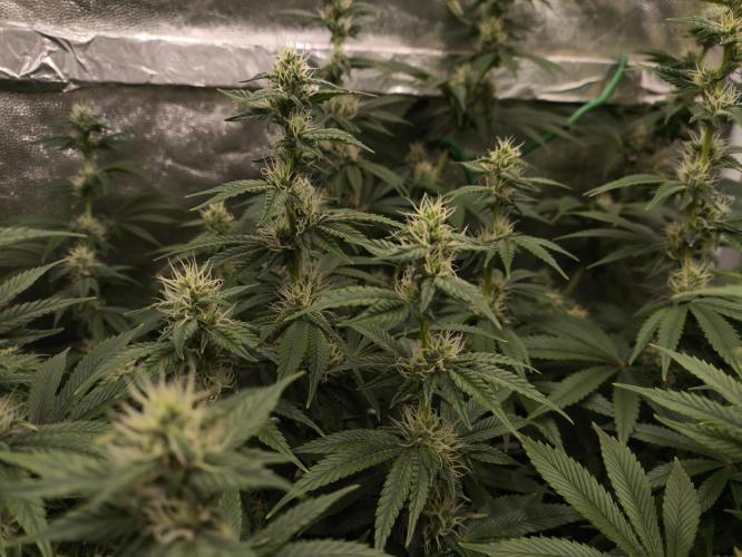 Zamnesia 2026 Plagron Eternity grow cup. Week 10