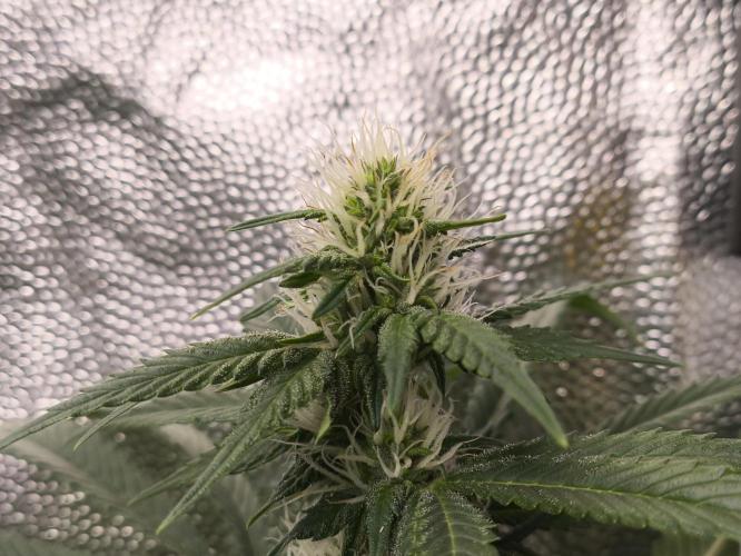 Zamnesia 2026 Plagron Eternity grow cup. Week 10