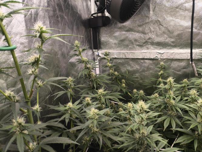 Zamnesia 2026 Plagron Eternity grow cup. Week 10