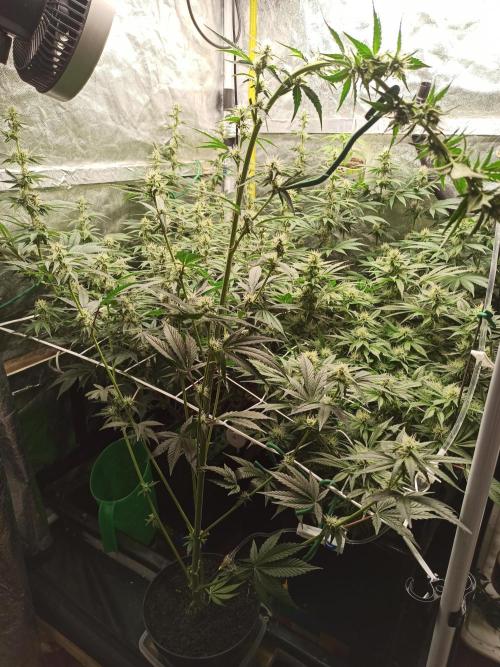 Zamnesia 2026 Plagron Eternity grow cup. Week 10