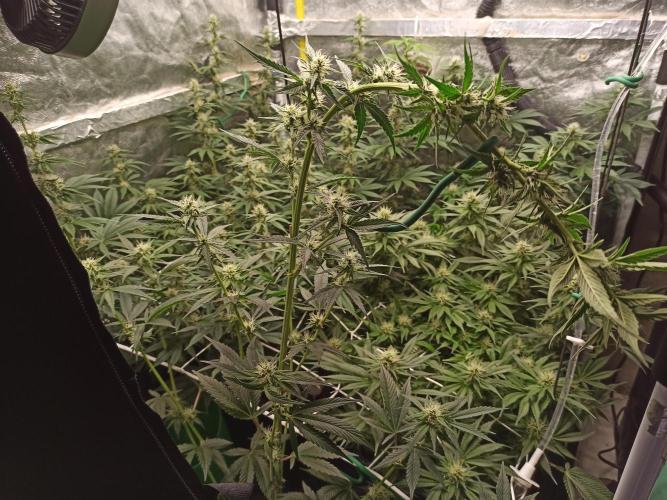 Zamnesia 2026 Plagron Eternity grow cup. Week 10