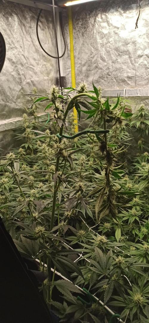 Zamnesia 2026 Plagron Eternity grow cup. Week 10