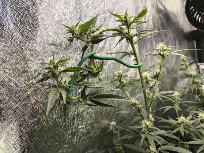 Zamnesia 2026 Plagron Eternity grow cup. Week 10