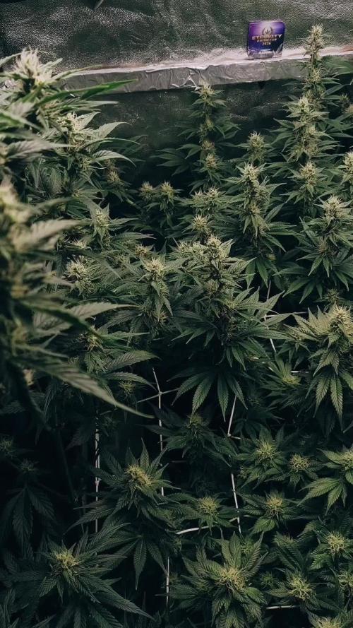 Zamnesia 2026 Plagron Eternity grow cup