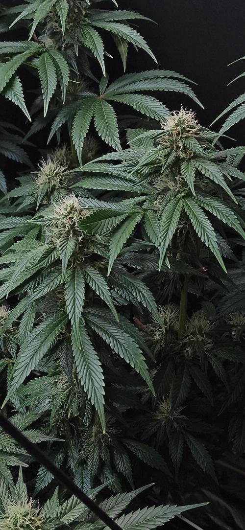 Zamnesia 2026 Plagron Eternity grow cup. Week 11