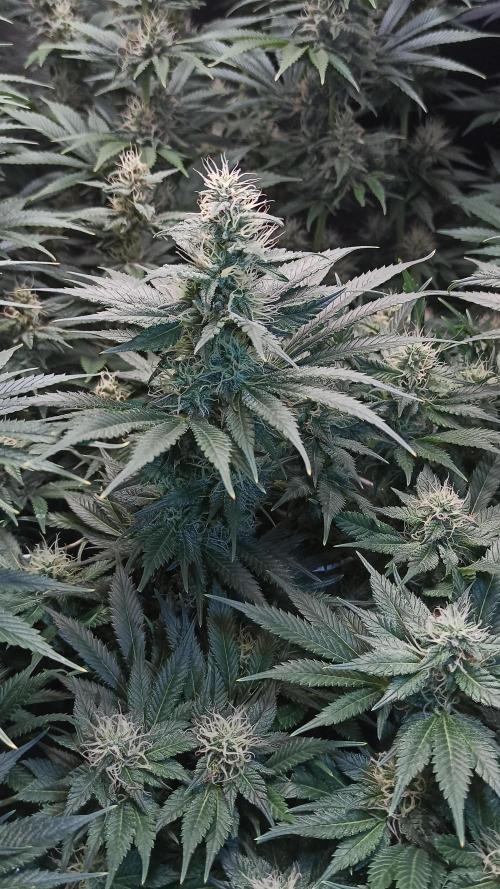 Zamnesia 2026 Plagron Eternity grow cup. Week 11