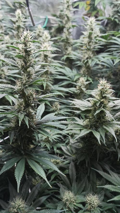 Zamnesia 2026 Plagron Eternity grow cup. Week 11