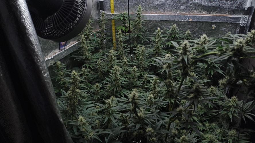 Zamnesia 2026 Plagron Eternity grow cup. Week 11