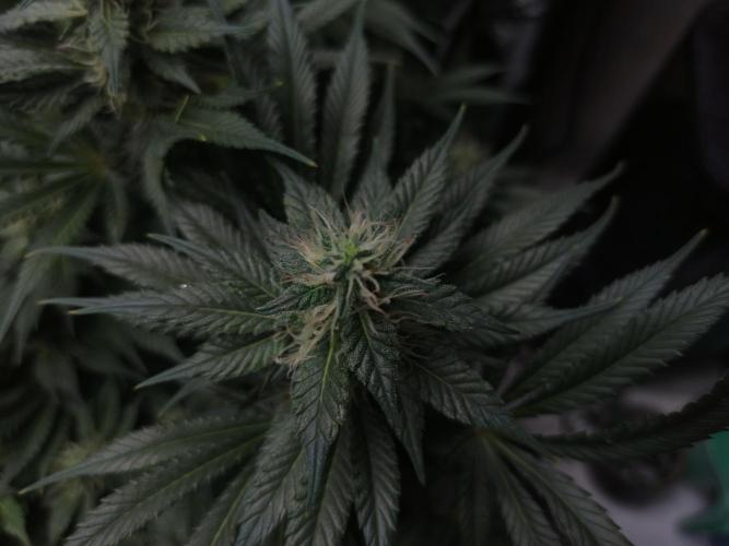 Zamnesia 2026 Plagron Eternity grow cup. Week 11