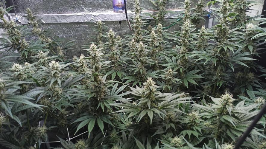 Zamnesia 2026 Plagron Eternity grow cup. Week 11