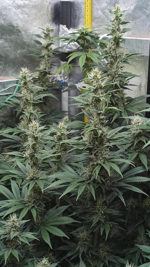 Zamnesia 2026 Plagron Eternity grow cup. Week 11