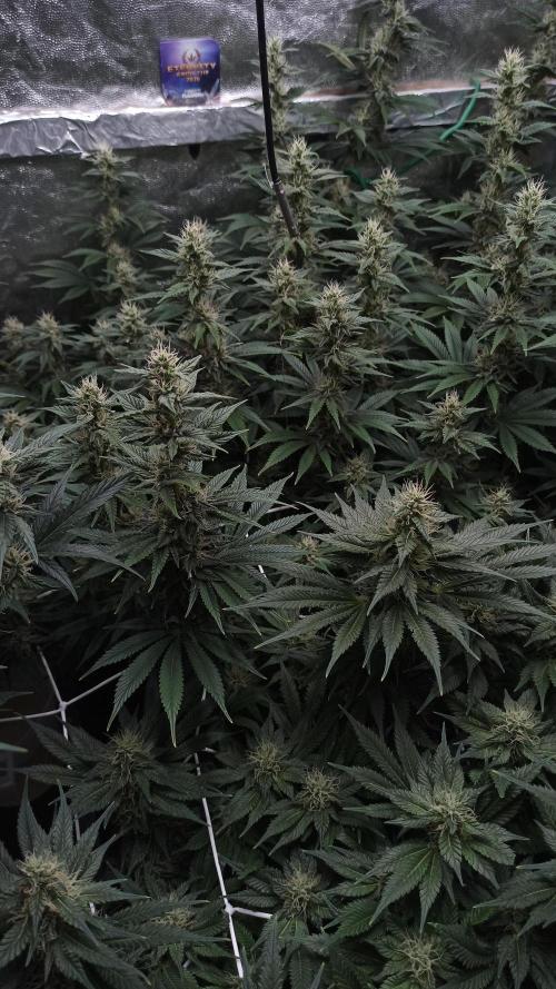 Zamnesia 2026 Plagron Eternity grow cup. Week 11