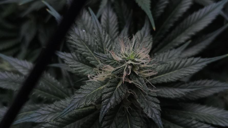 Zamnesia 2026 Plagron Eternity grow cup. Week 11