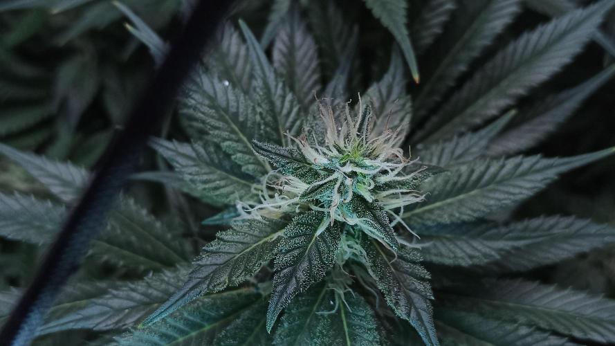 Zamnesia 2026 Plagron Eternity grow cup. Week 11