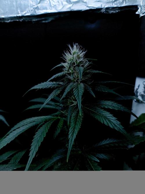 Zamnesia 2026 Plagron Eternity grow cup. Week 11