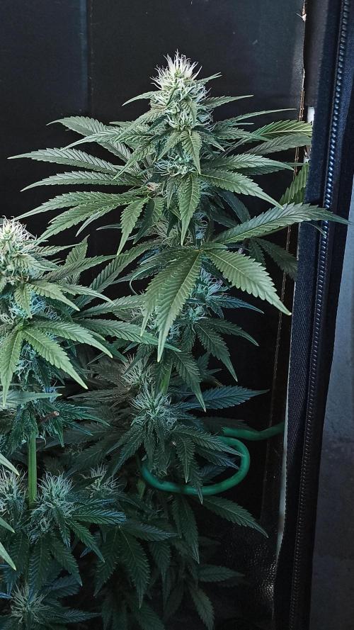 Zamnesia 2026 Plagron Eternity grow cup. Week 11