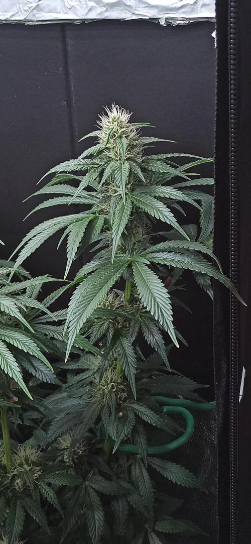 Zamnesia 2026 Plagron Eternity grow cup. Week 11