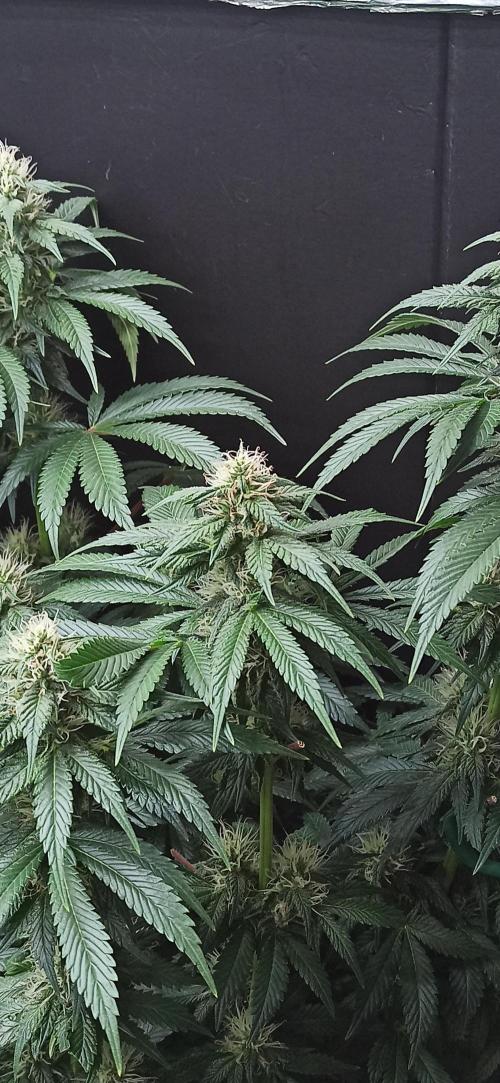 Zamnesia 2026 Plagron Eternity grow cup. Week 11