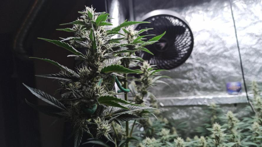 Zamnesia 2026 Plagron Eternity grow cup. Week 11