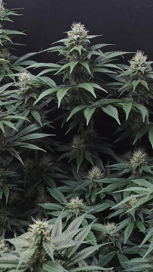 Zamnesia 2026 Plagron Eternity grow cup. Week 11