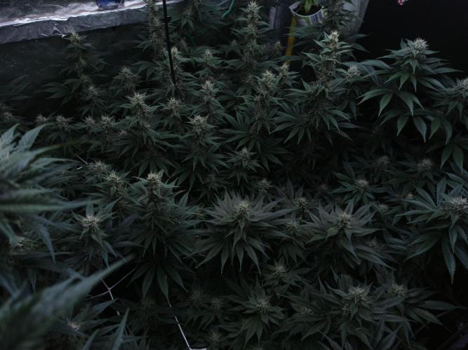 Zamnesia 2026 Plagron Eternity grow cup. Week 11