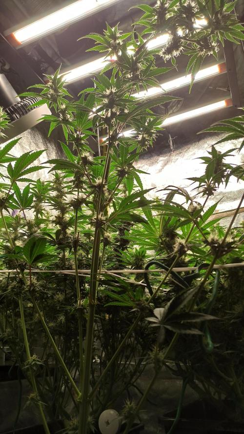 Zamnesia 2026 Plagron Eternity grow cup. Week 11