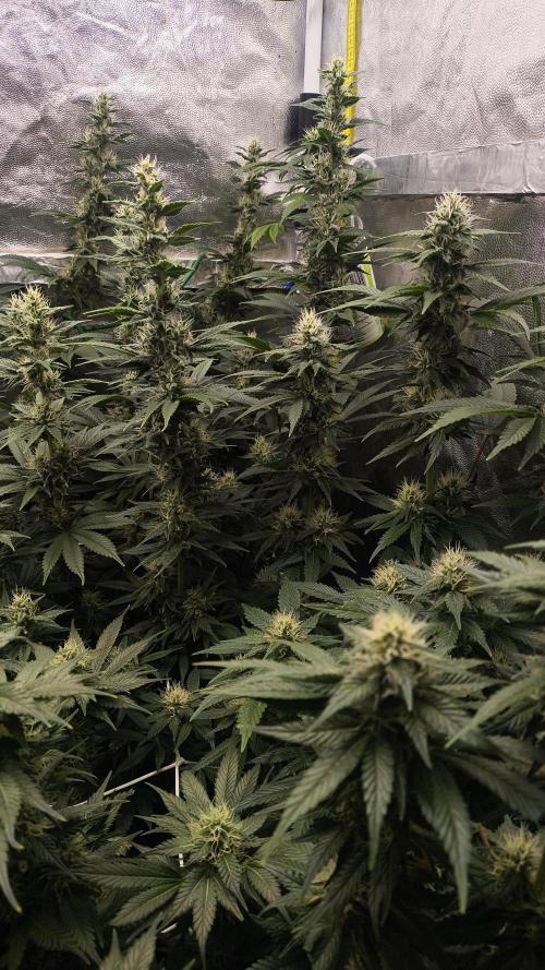 Zamnesia 2026 Plagron Eternity grow cup. Week 11