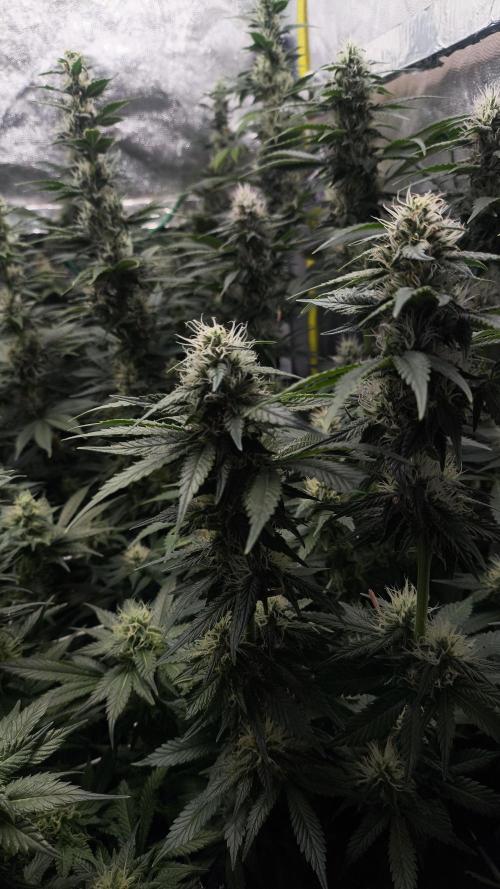 Zamnesia 2026 Plagron Eternity grow cup. Week 11