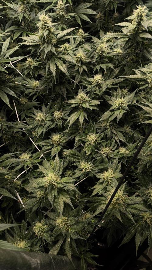 Zamnesia 2026 Plagron Eternity grow cup. Week 11
