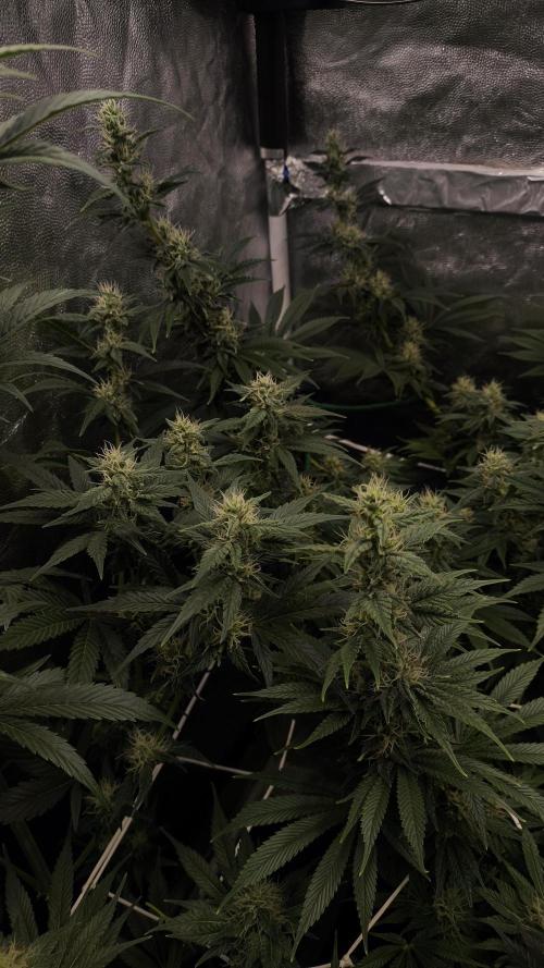 Zamnesia 2026 Plagron Eternity grow cup. Week 11