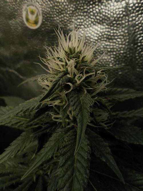Zamnesia 2026 Plagron Eternity grow cup. Week 11