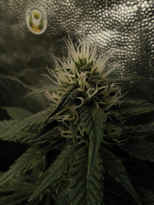 Zamnesia 2026 Plagron Eternity grow cup. Week 11