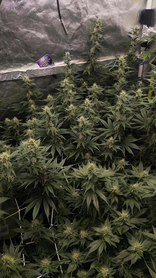 Zamnesia 2026 Plagron Eternity grow cup. Week 11