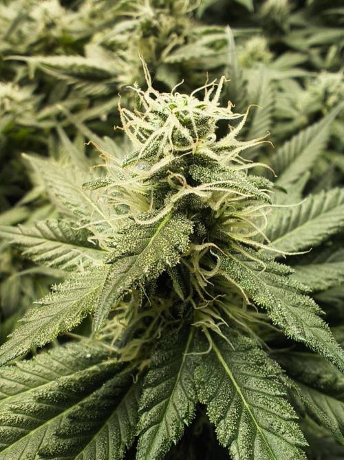 Zamnesia 2026 Plagron Eternity grow cup. Week 11