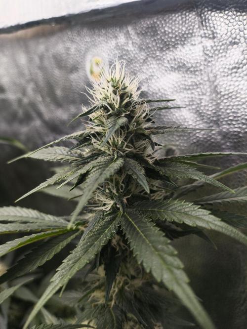 Zamnesia 2026 Plagron Eternity grow cup. Week 11