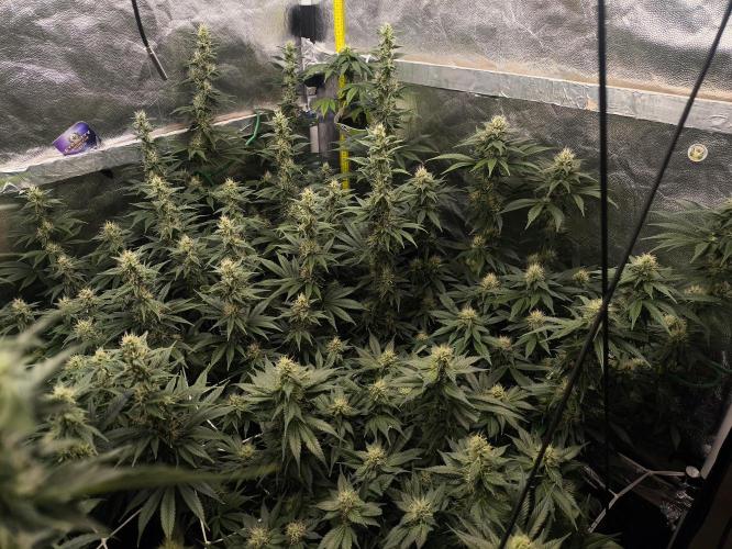 Zamnesia 2026 Plagron Eternity grow cup. Week 11