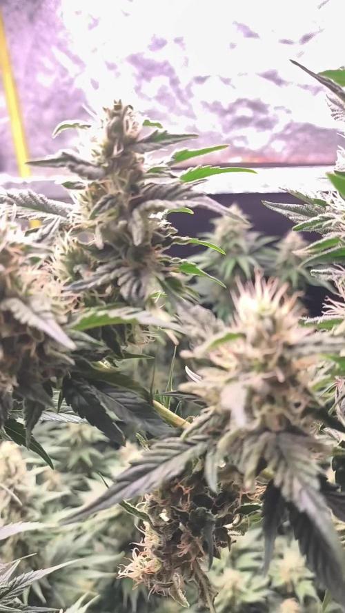 Zamnesia 2026 Plagron Eternity grow cup