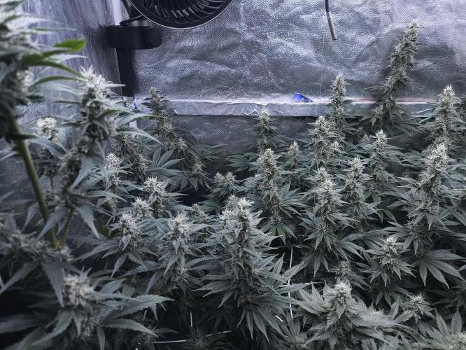 Zamnesia 2026 Plagron Eternity grow cup. Week 12