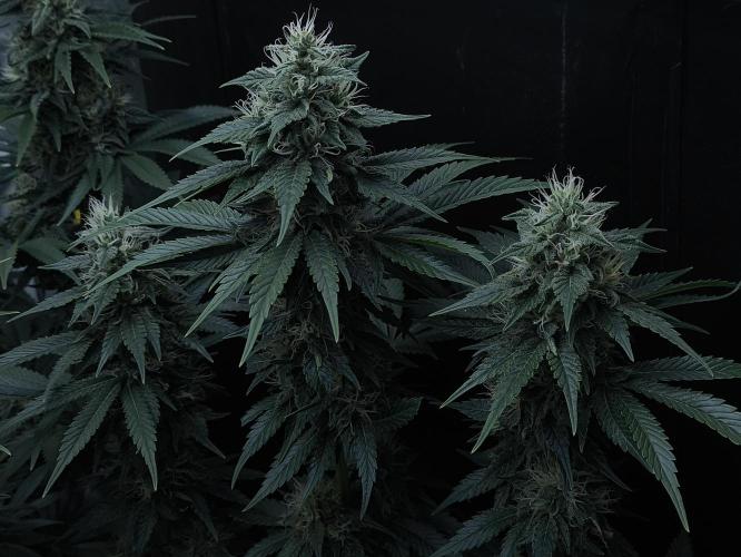 Zamnesia 2026 Plagron Eternity grow cup. Week 12