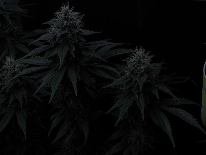 Zamnesia 2026 Plagron Eternity grow cup. Week 12