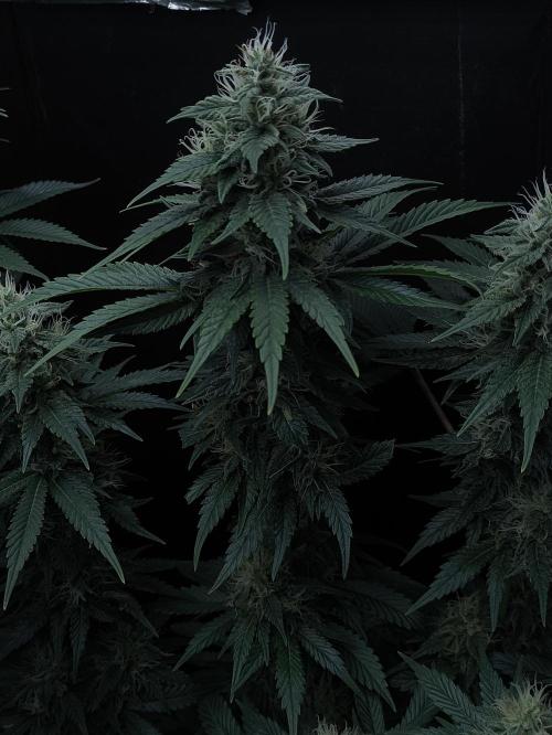 Zamnesia 2026 Plagron Eternity grow cup. Week 12