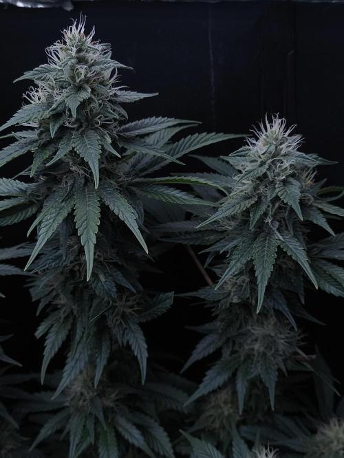 Zamnesia 2026 Plagron Eternity grow cup. Week 12