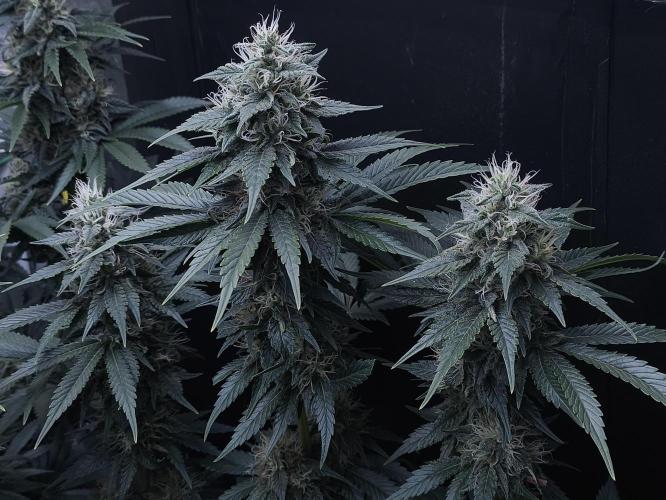 Zamnesia 2026 Plagron Eternity grow cup. Week 12